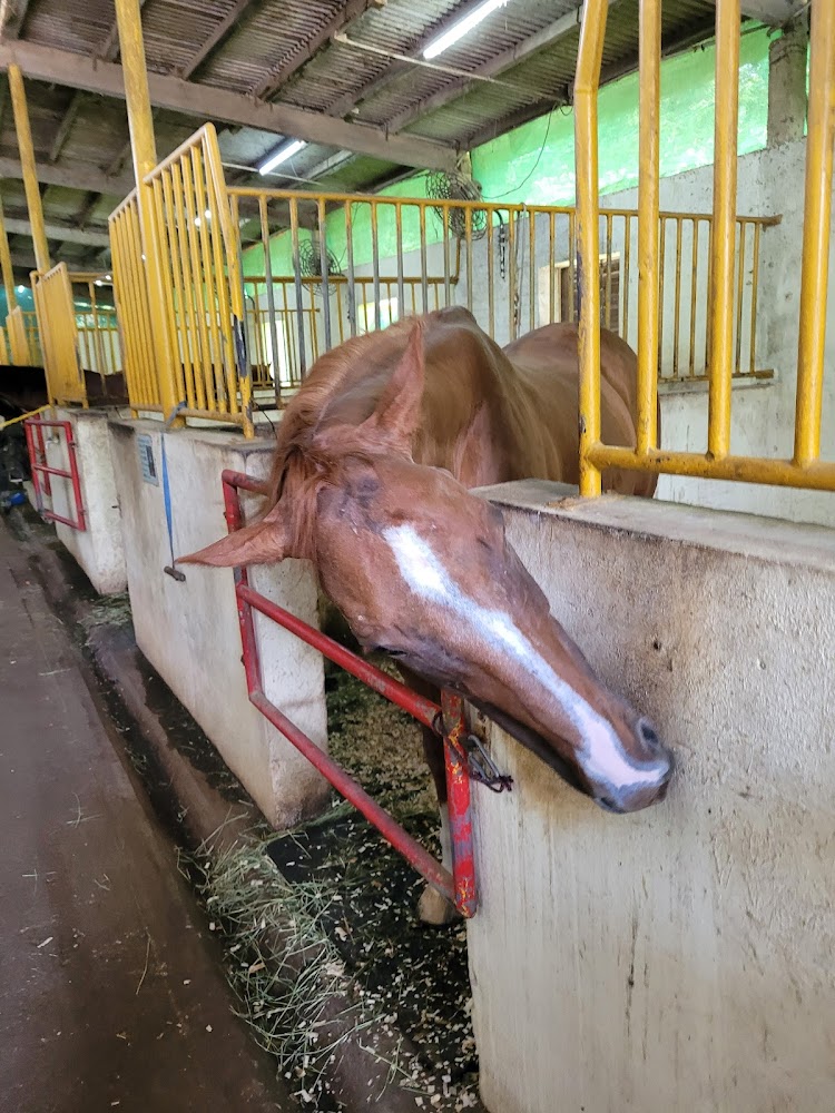 Tai Tong Riding Club photo 4