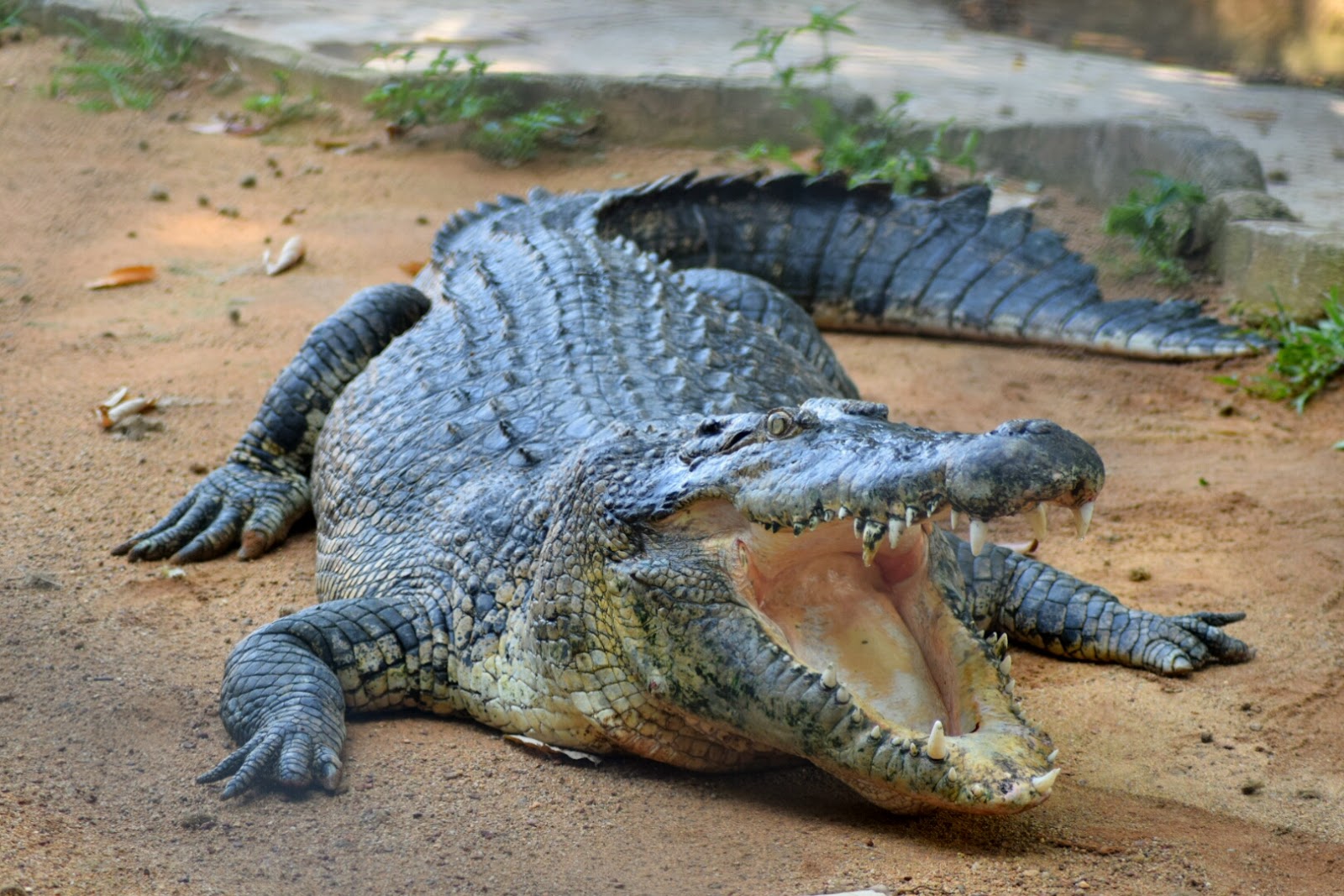 Taman Buaya & Rekreasi Melaka (Melaka Crocodile & ​​Recreational Park) photo 2
