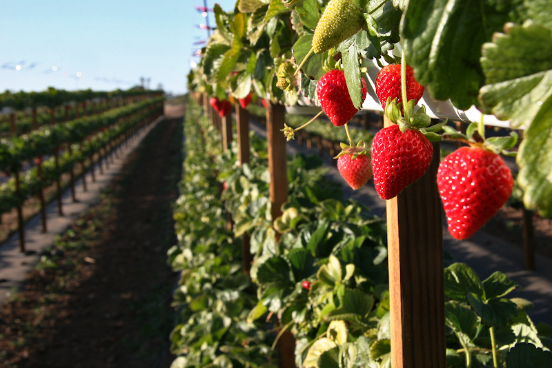 Tanaka Farms photo 2