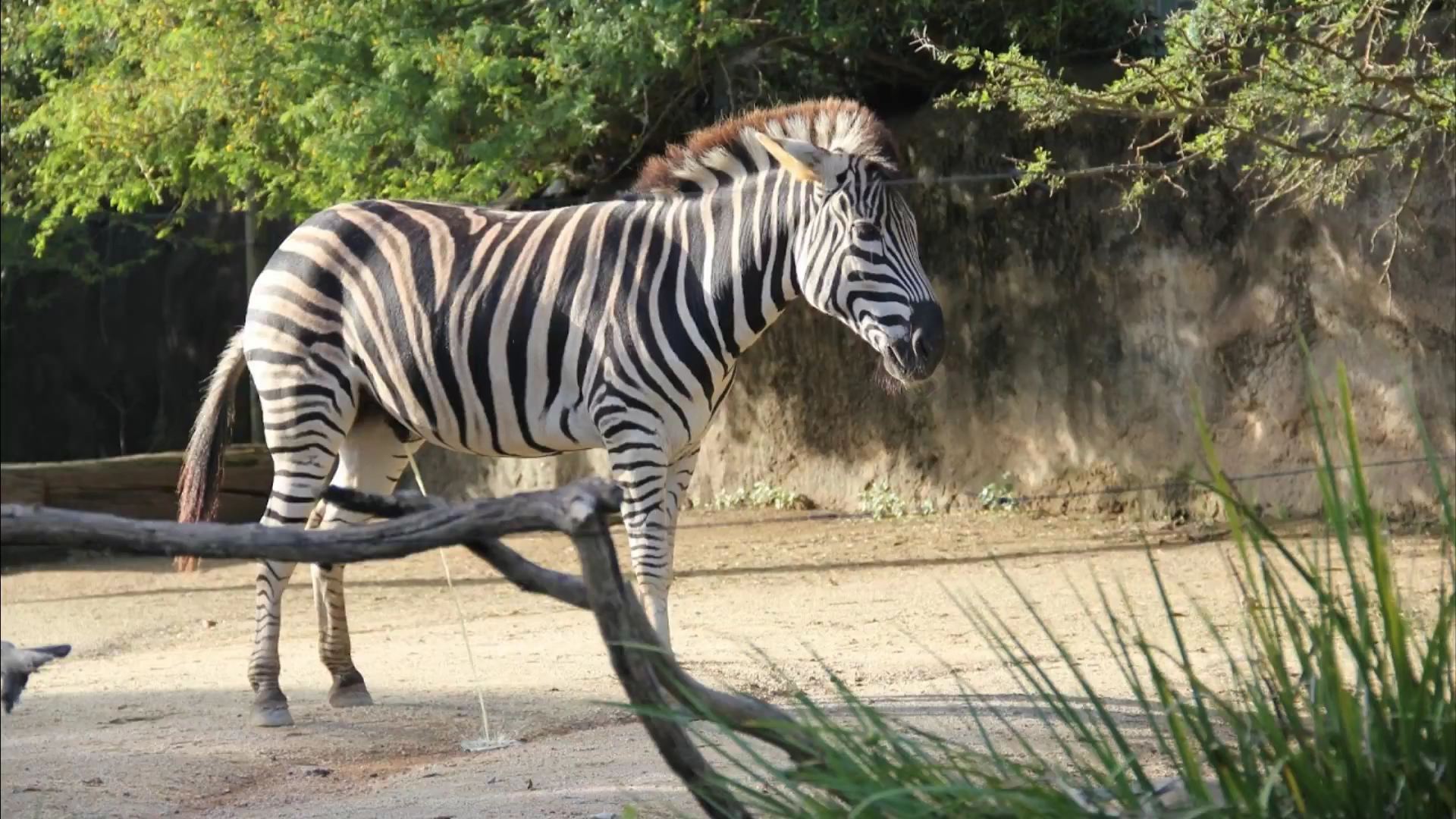 Taronga Zoo Sydney