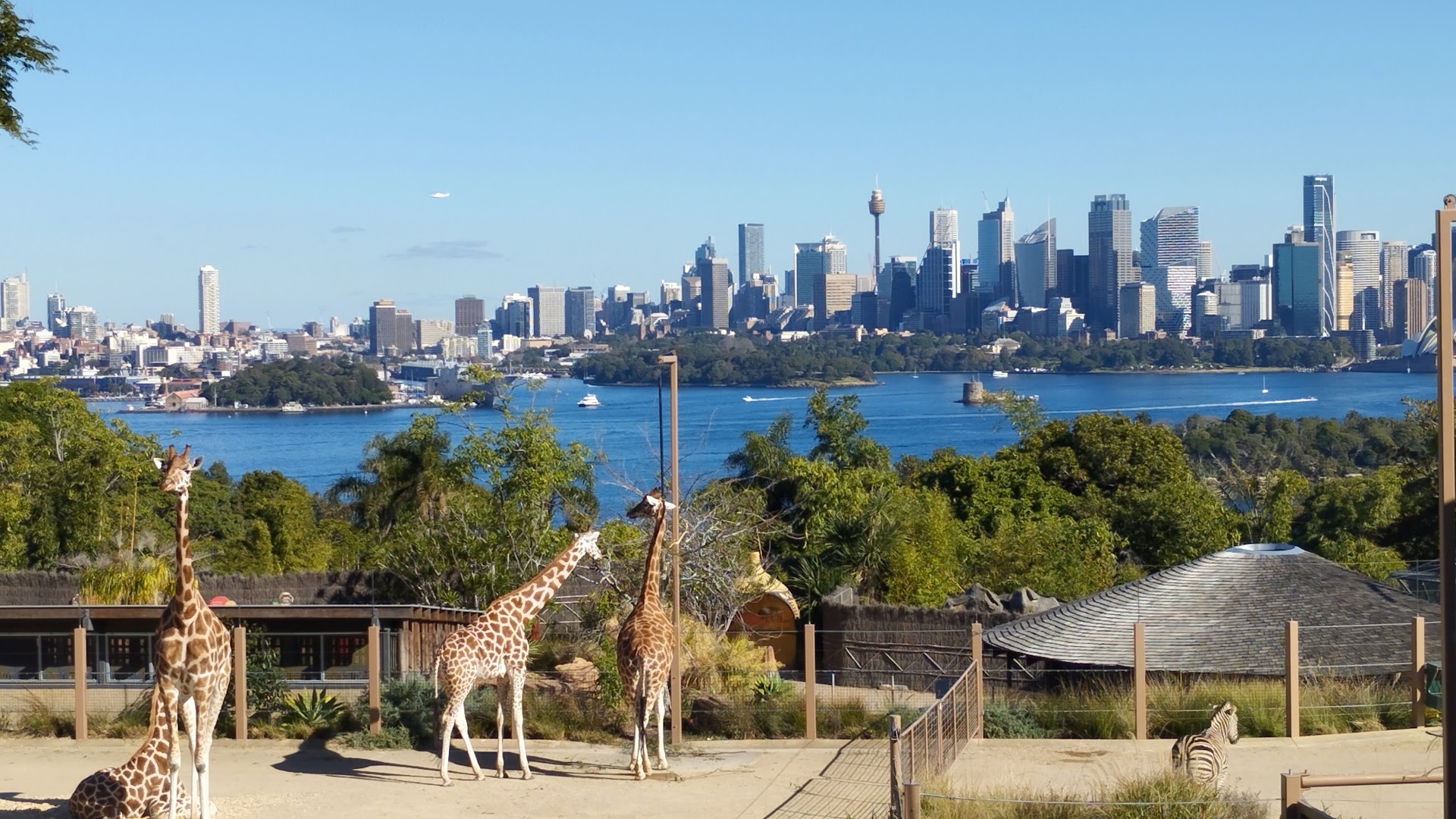 Taronga Zoo Sydney photo 2