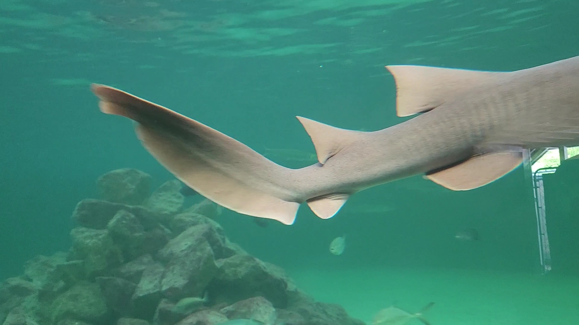 Tarpon Springs Aquarium and Animal Sanctuary photo 2