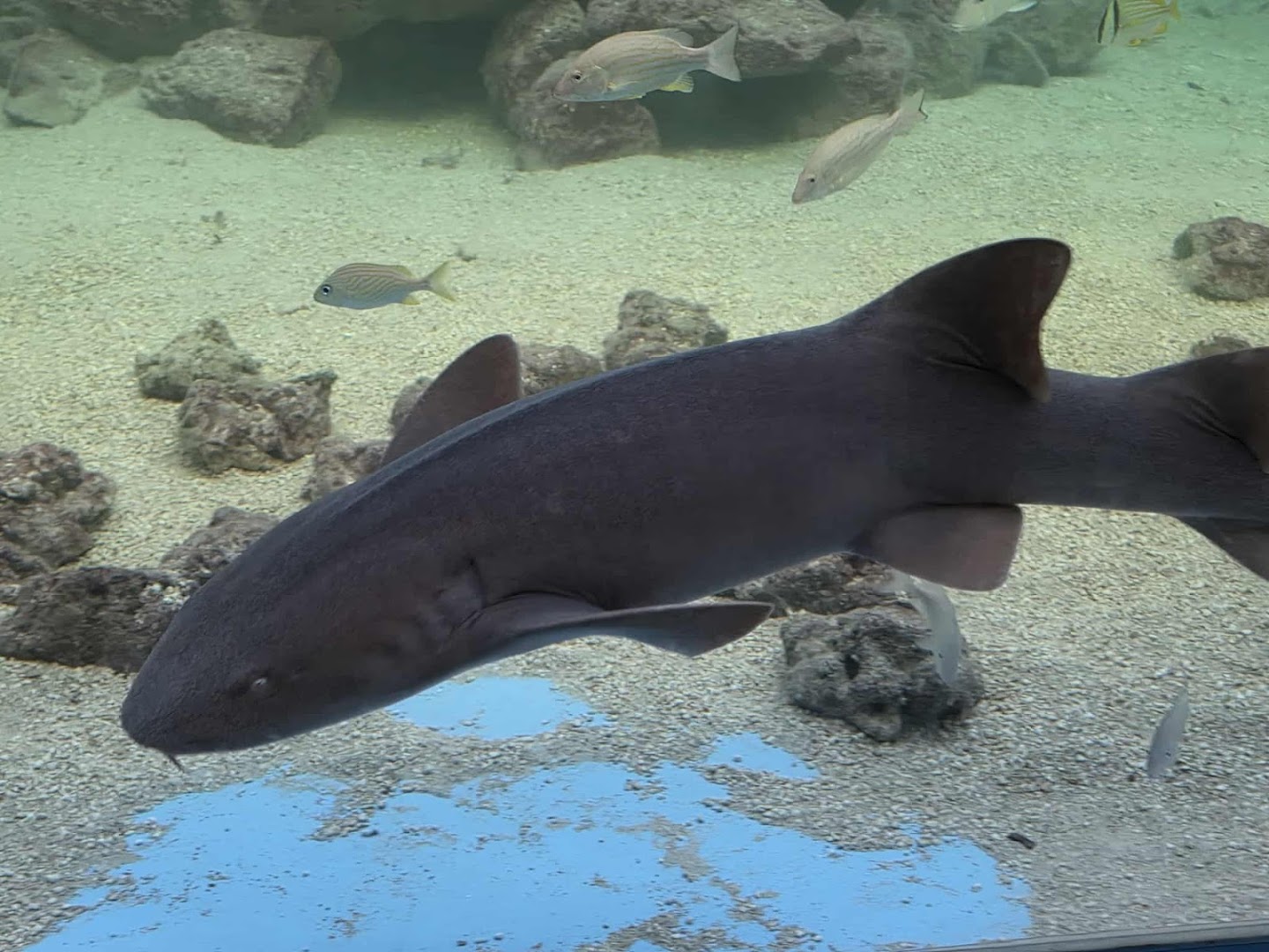 Tarpon Springs Aquarium and Animal Sanctuary photo 3