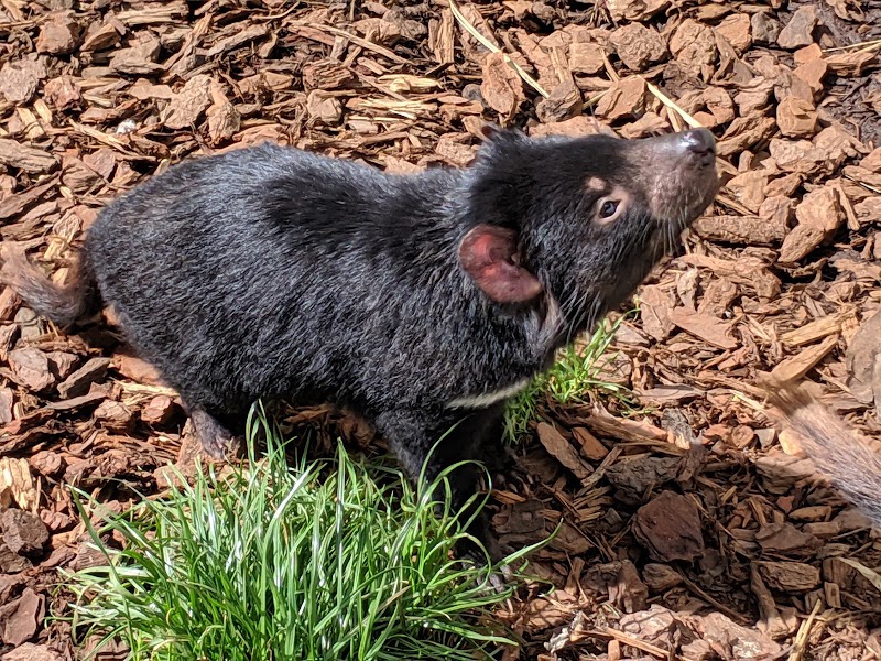 Tasmania Zoo photo 3