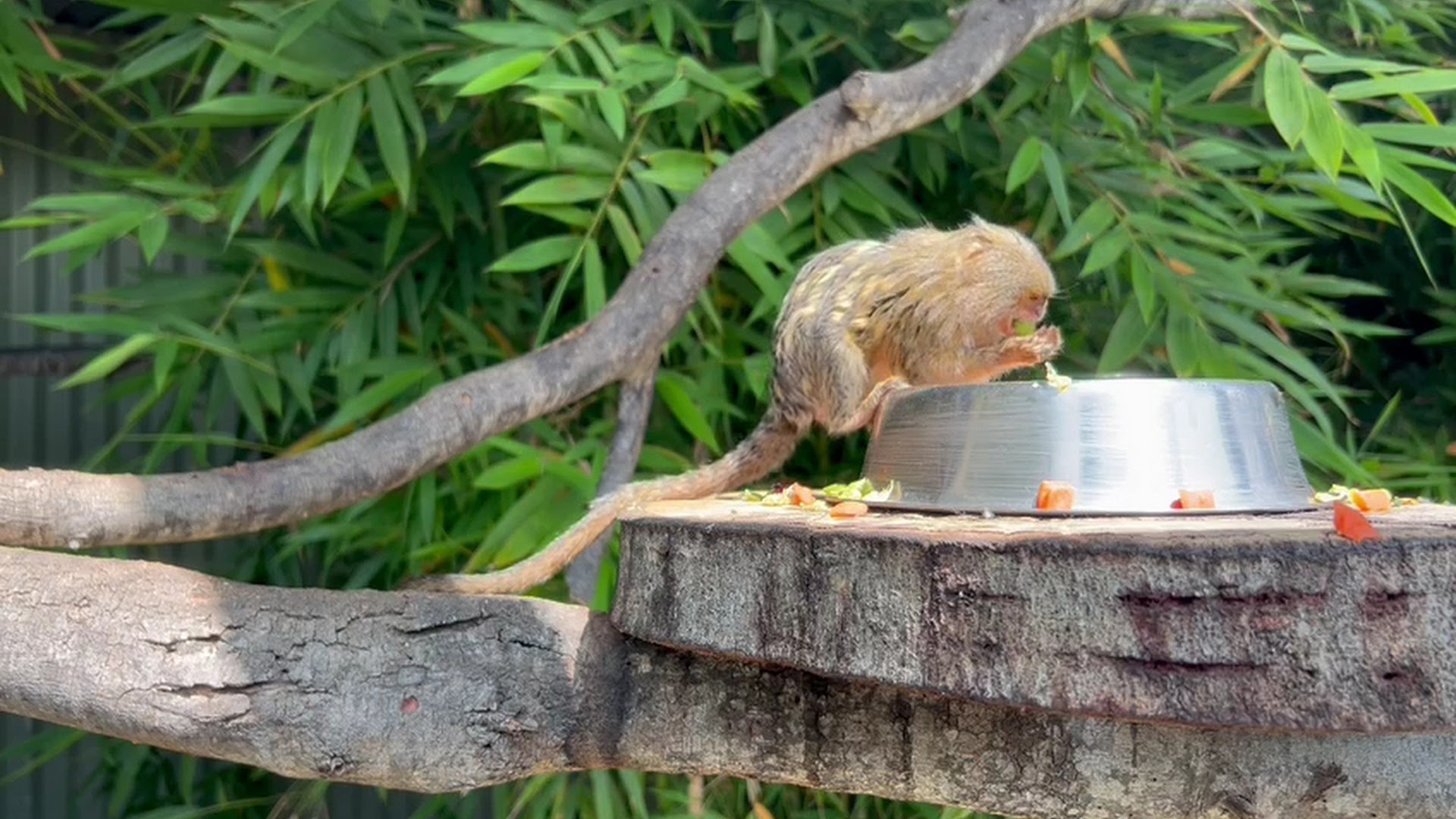 Tasmania Zoo photo 2