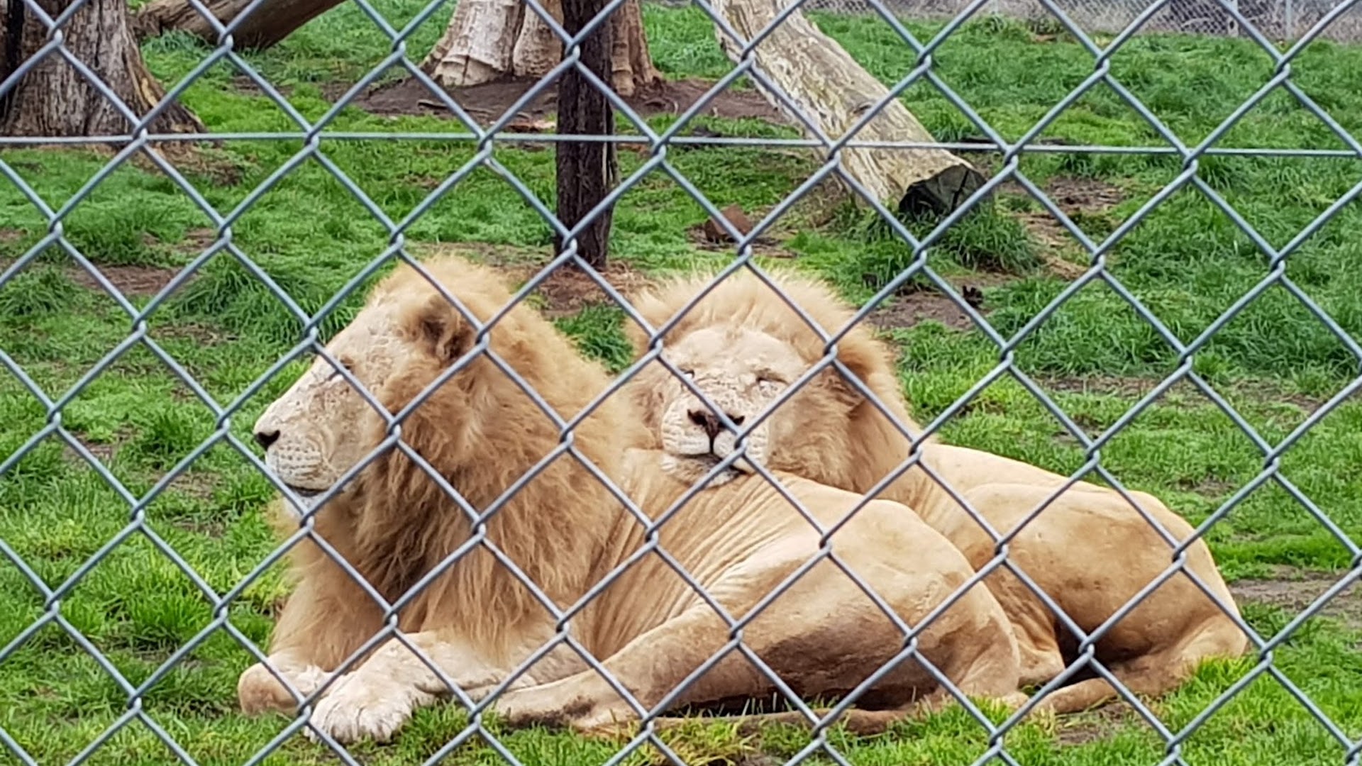 Tasmania Zoo photo 3