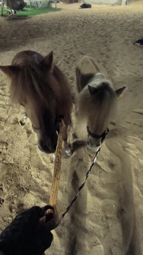 Tatra Stables photo 3