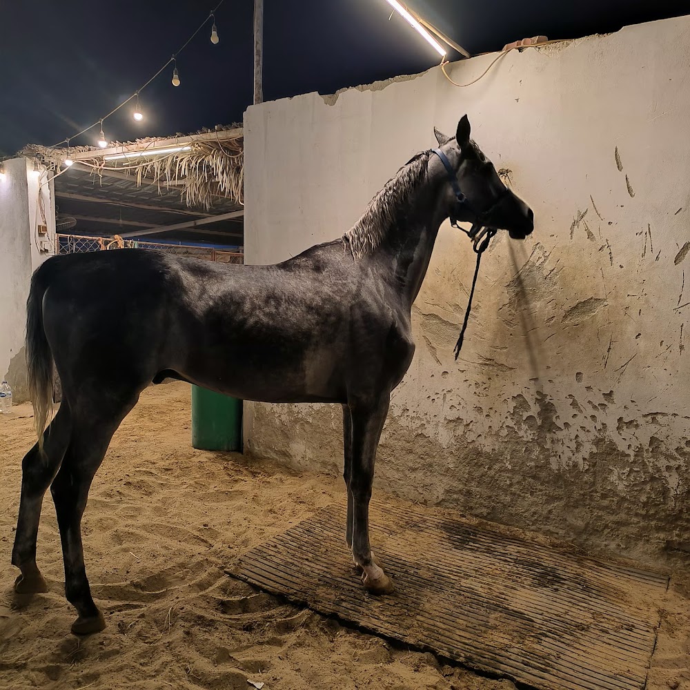 Tatra Stables photo 5