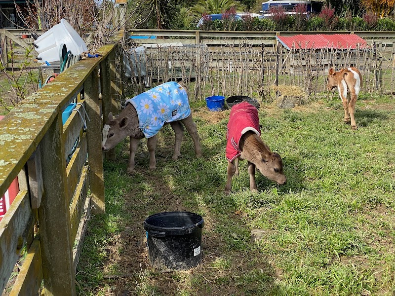 Te Paranui Animal Sanctuary & Permaculture Homestead