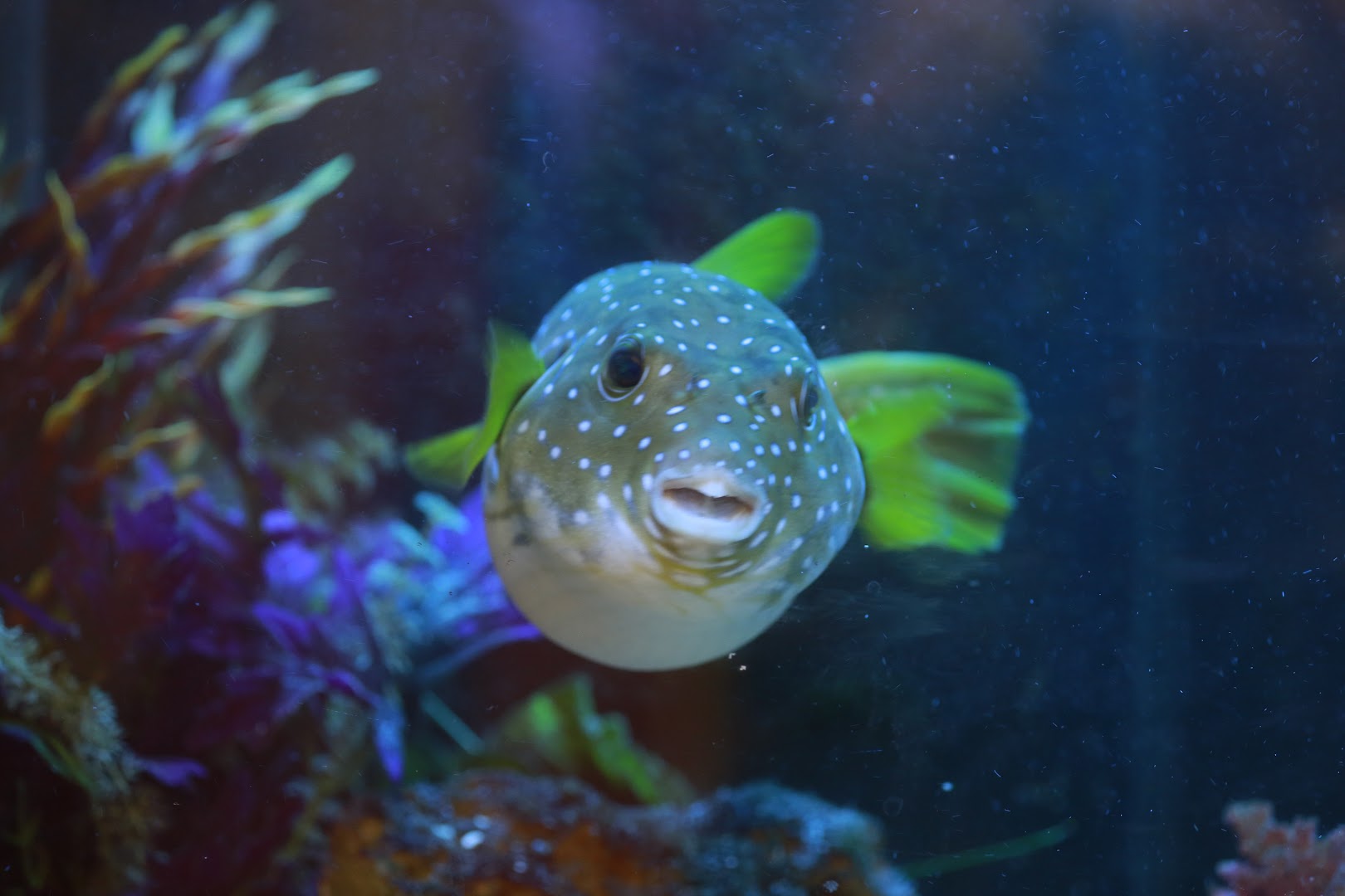 Team E.C.C.O. & the Aquarium & Shark Lab by Team ECCO photo 3
