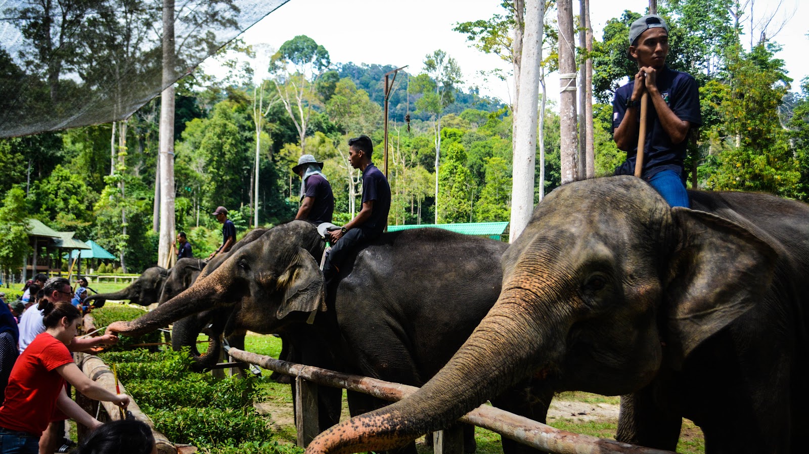 Tengku Hassanal Wildlife Reserve photo 2