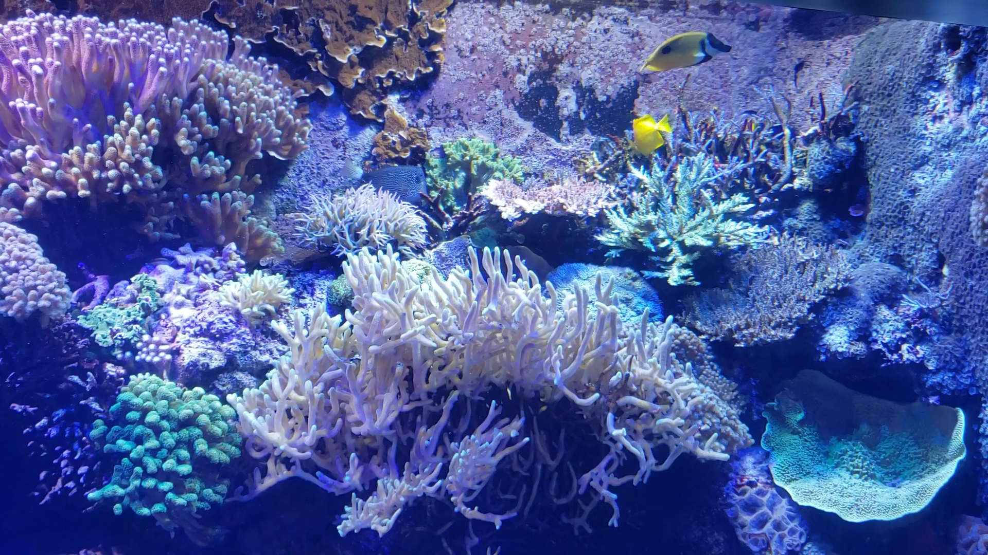 Tennessee Aquarium photo 2