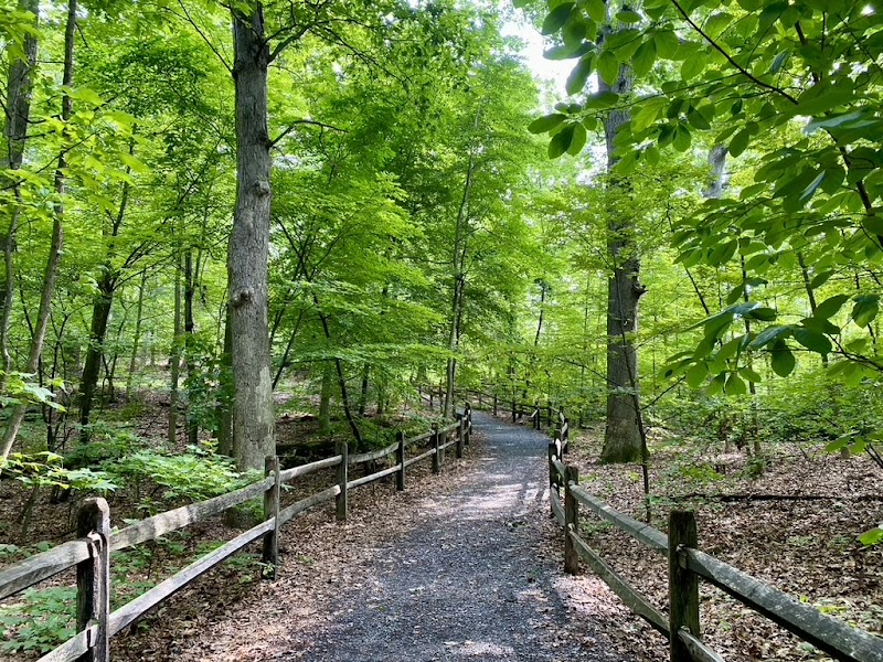 Thain Family Forest