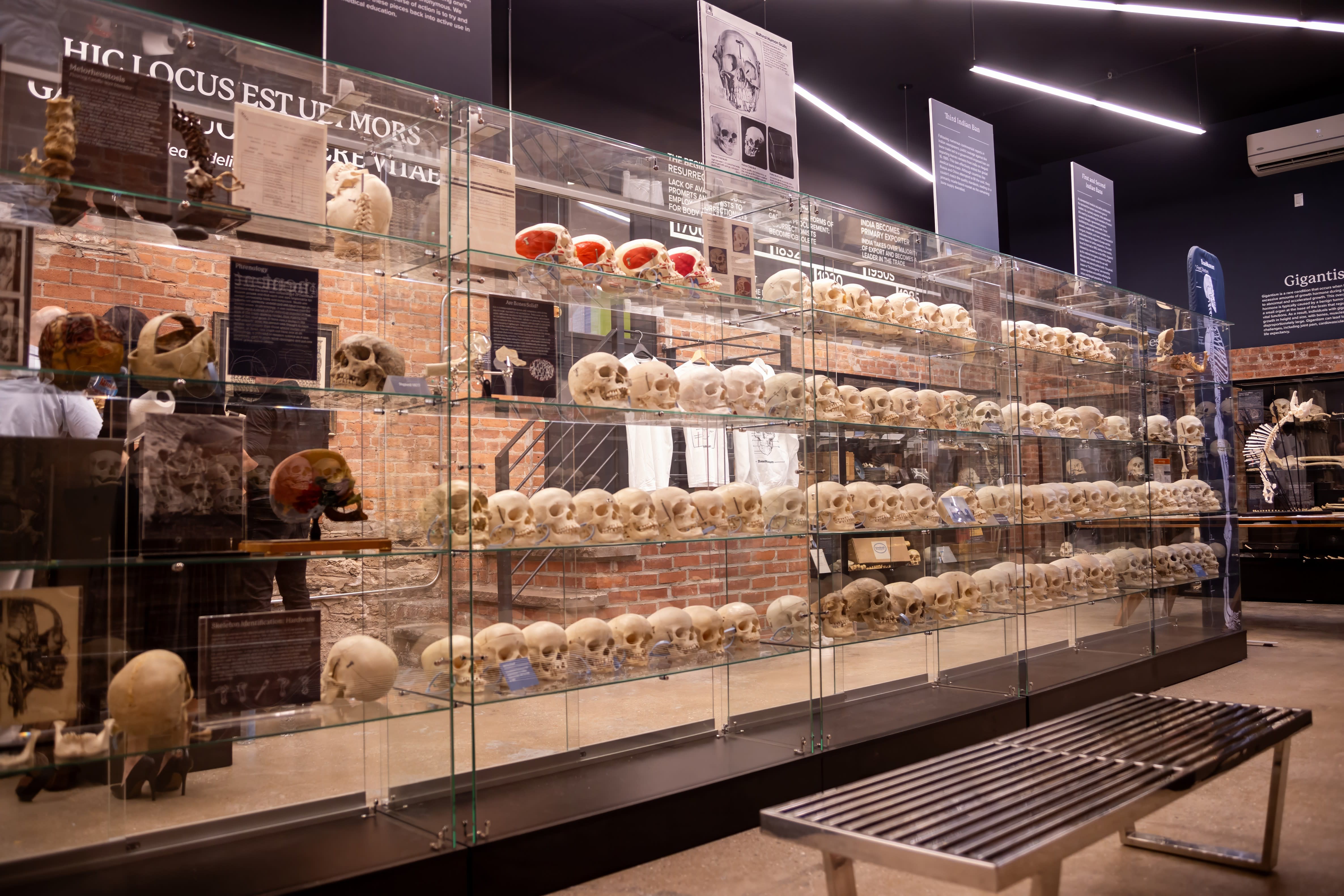 The Bone Museum photo 2