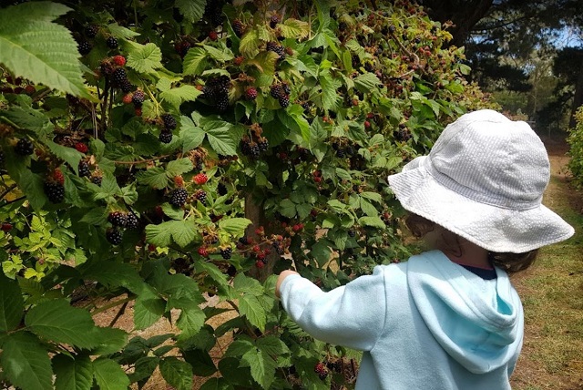 The Bramble Farm
