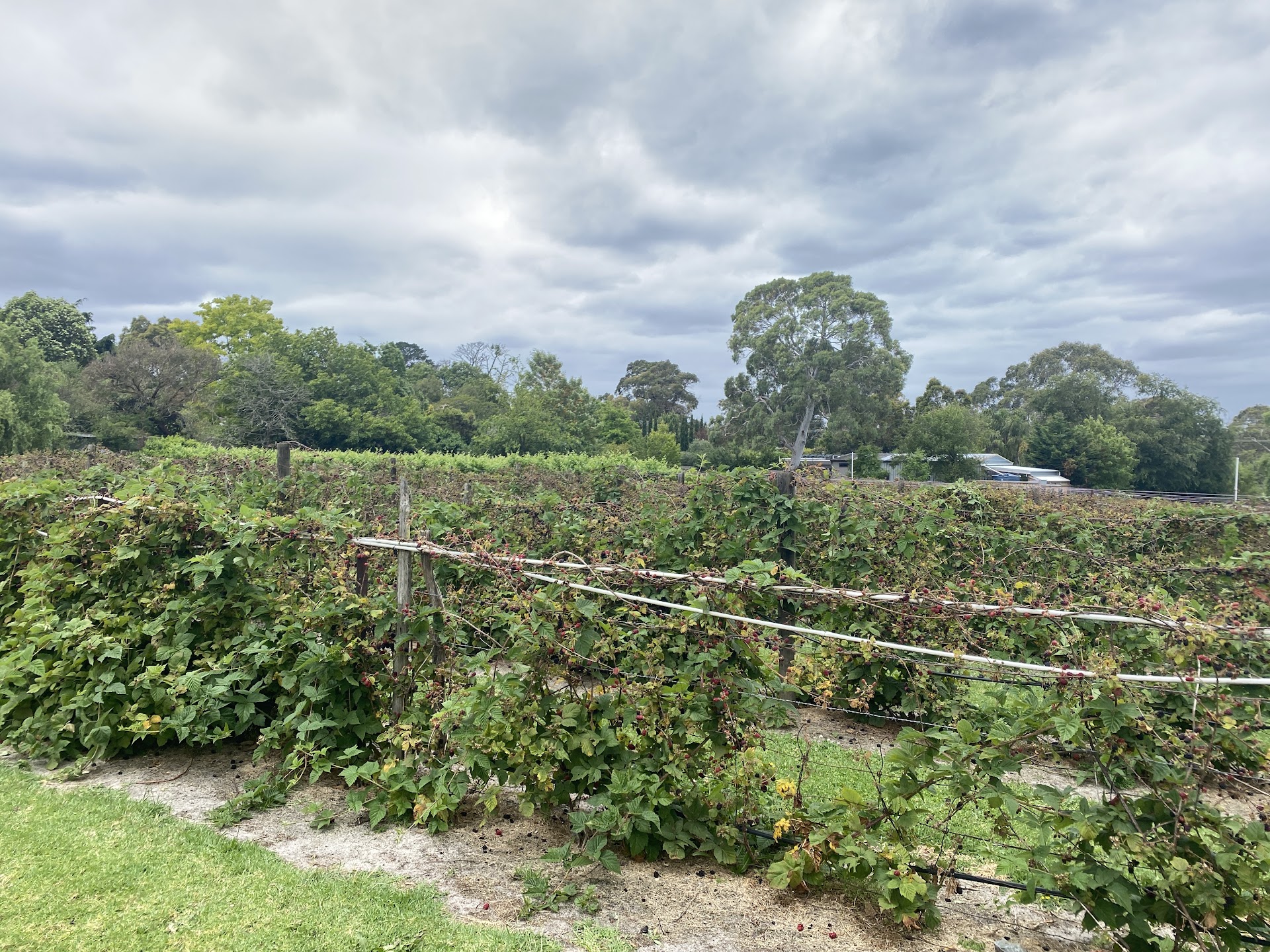 The Bramble Farm