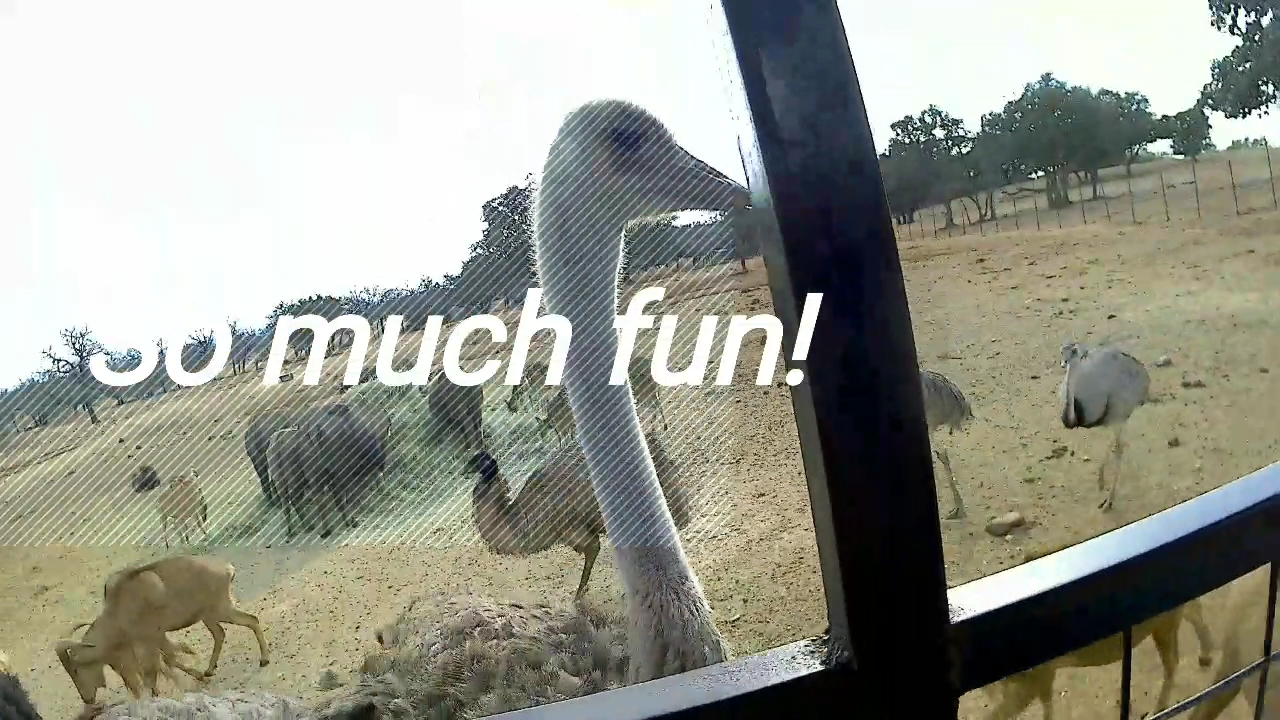 The Exotic Resort Zoo photo 2