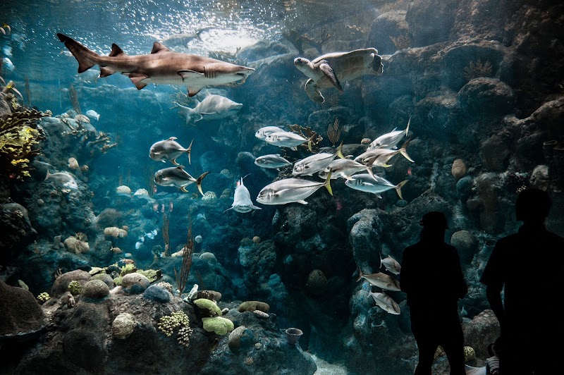 The Florida Aquarium photo 2