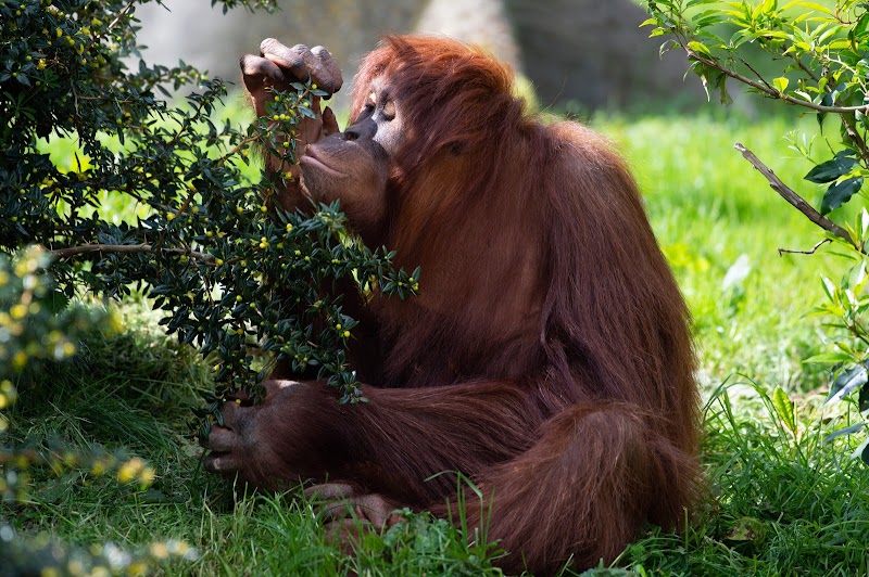The Islands at Chester Zoo photo 2