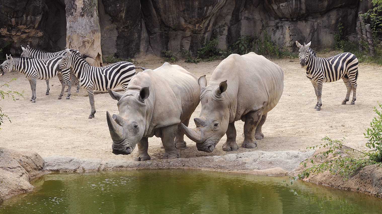 The Maryland Zoo in Baltimore photo 3