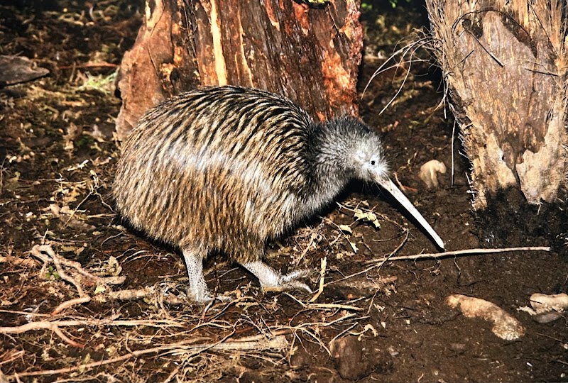 The National Kiwi Centre photo 2