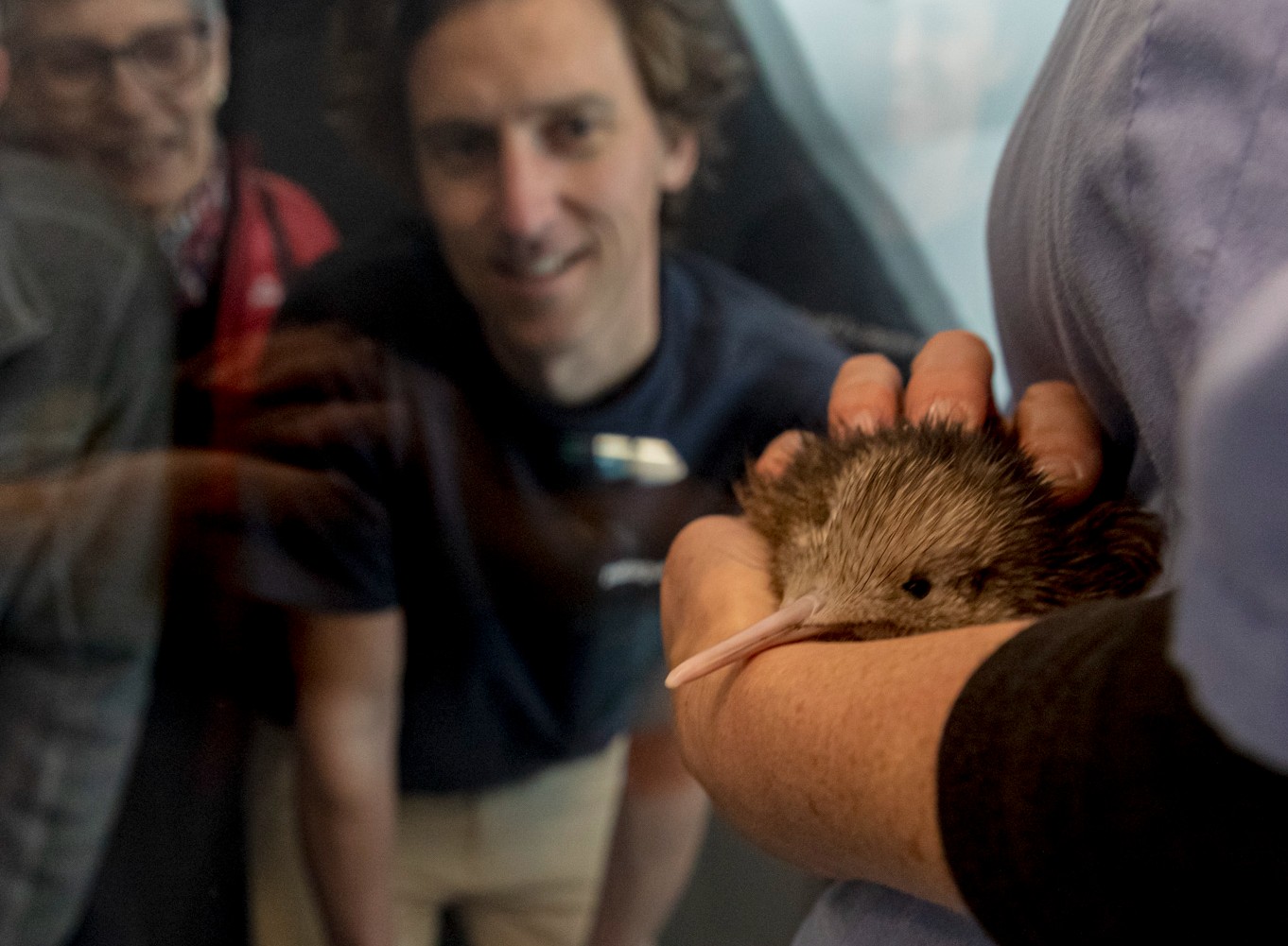 National Kiwi Hatchery