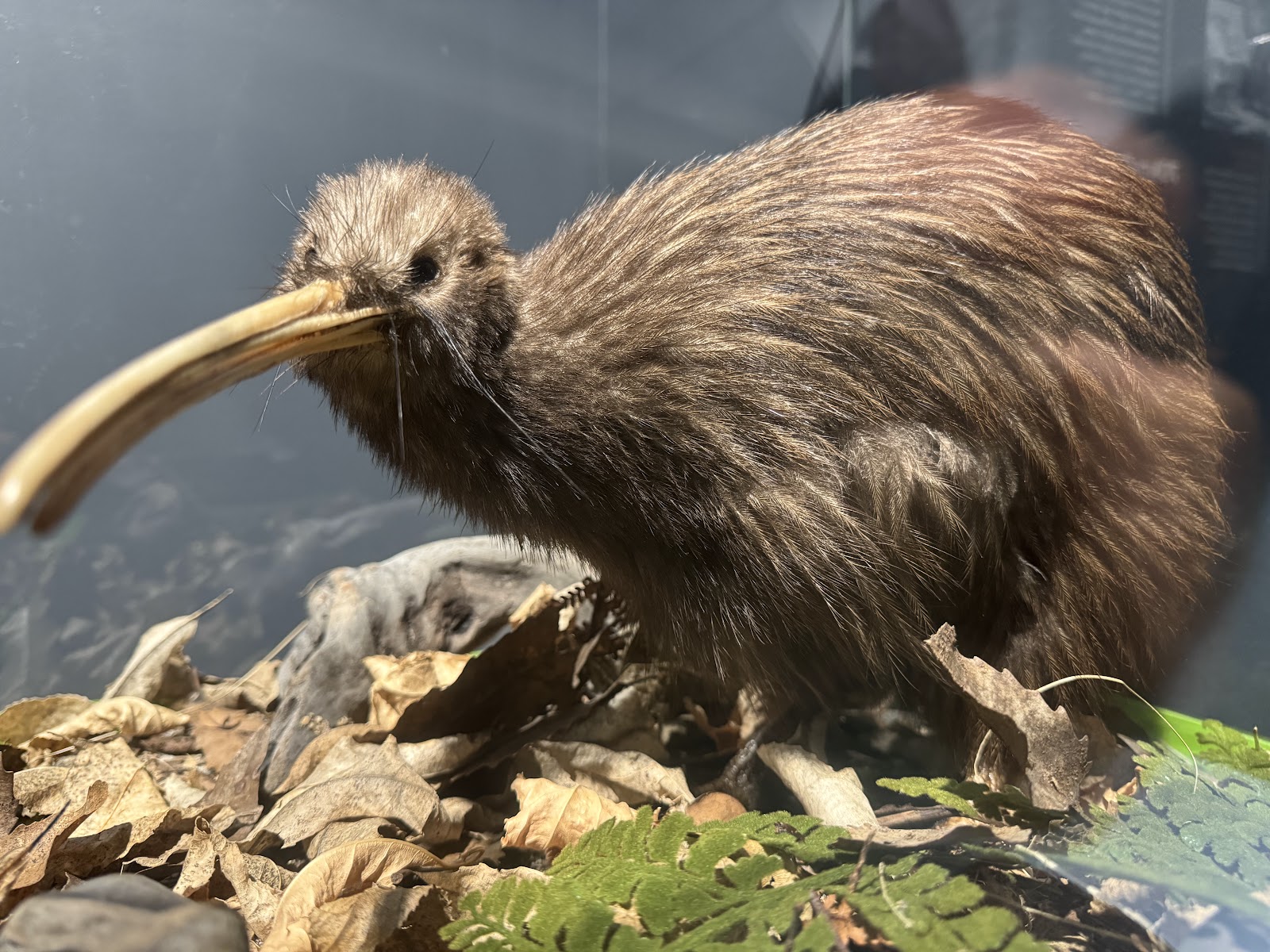 National Kiwi Hatchery photo 2