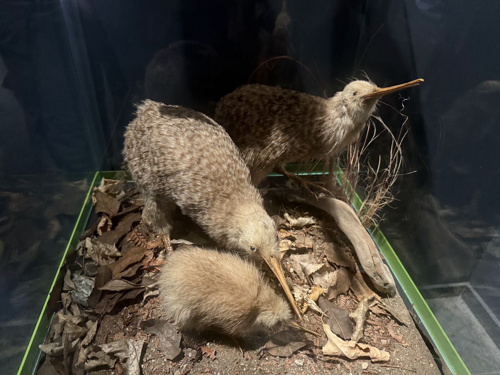 National Kiwi Hatchery photo 3