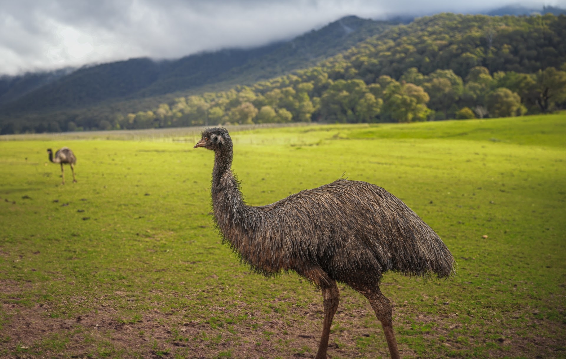 The Red Stag Deer and Emu Farm photo 2