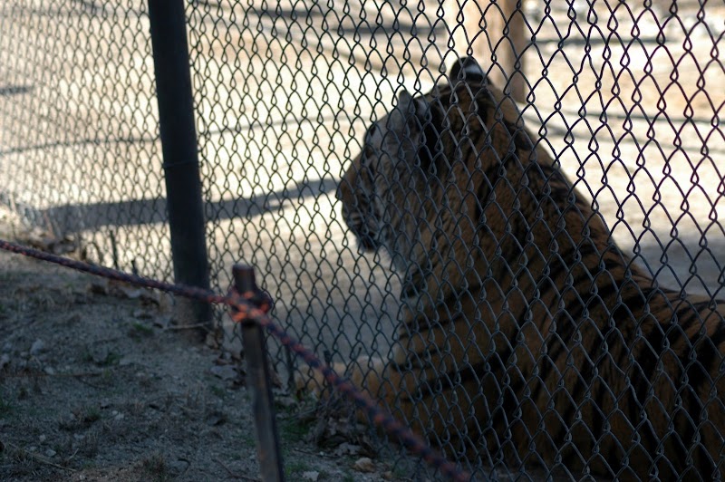 The Roar Foundation/Shambala Preserve photo 2