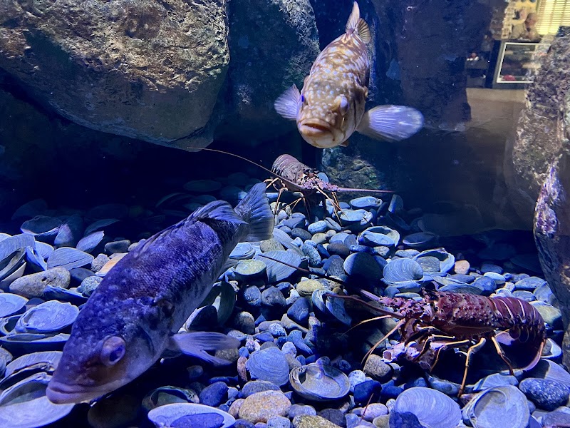 Tide Pool & Aquarium photo 2