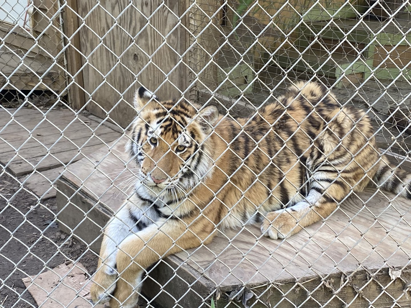 Tiger World photo 3