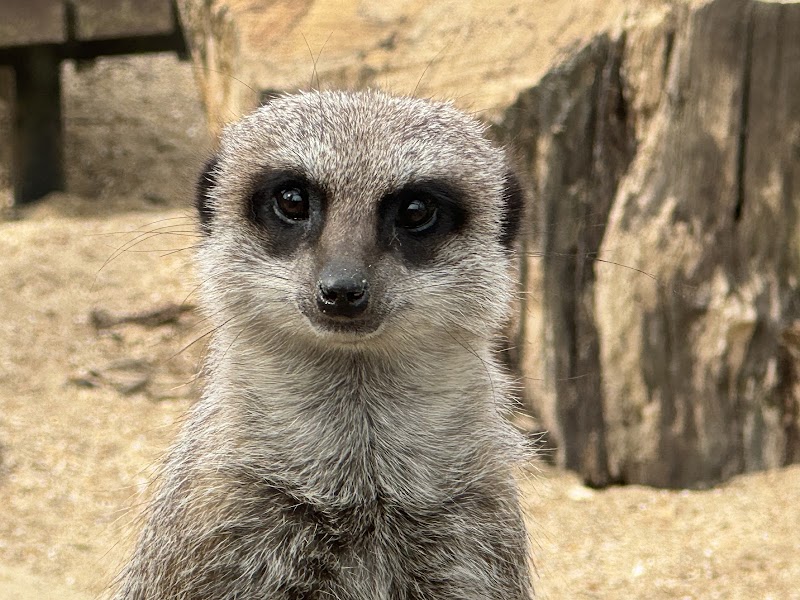 Tilgate Zoo photo 3