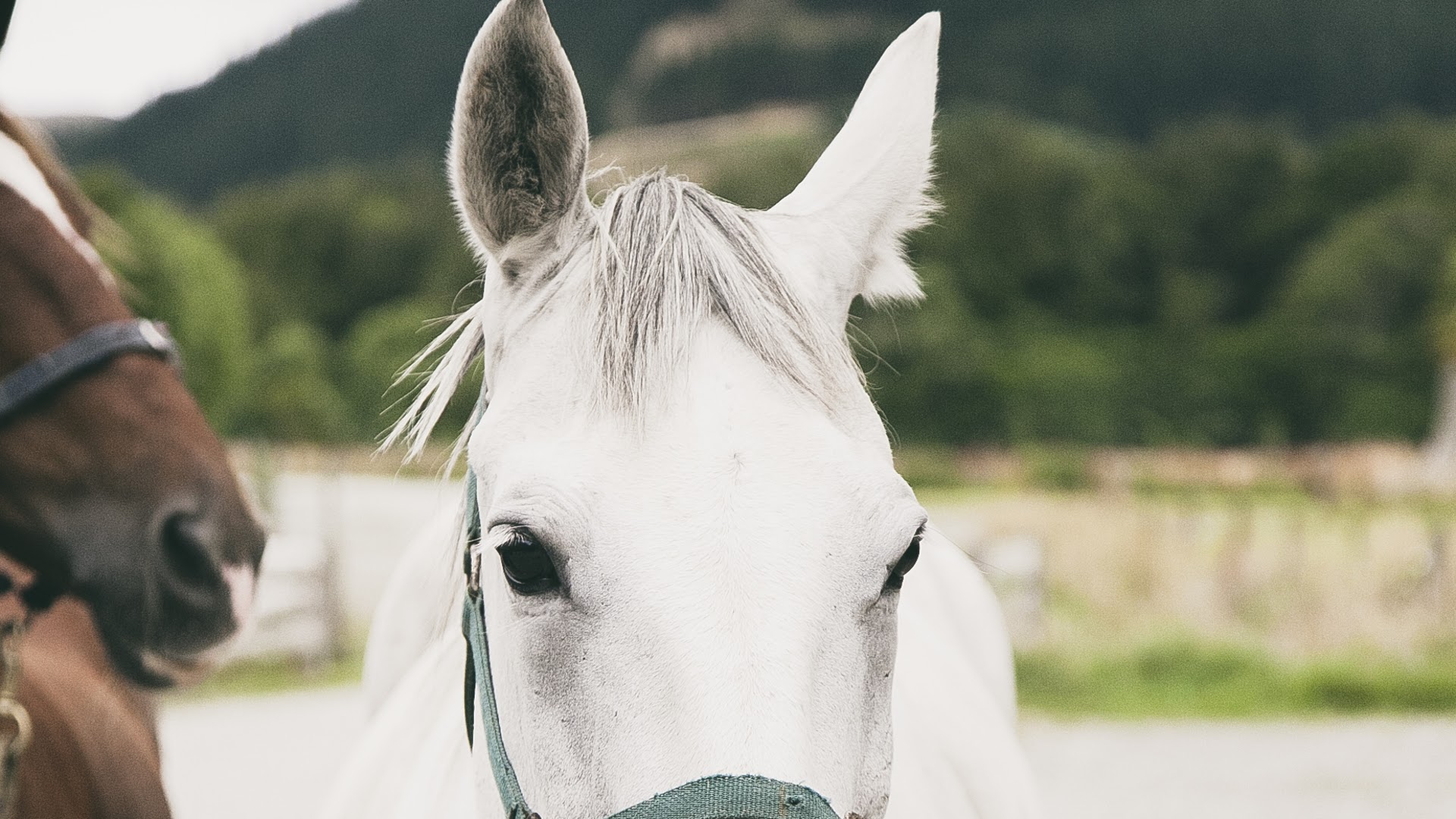 Timeless Horse Treks
