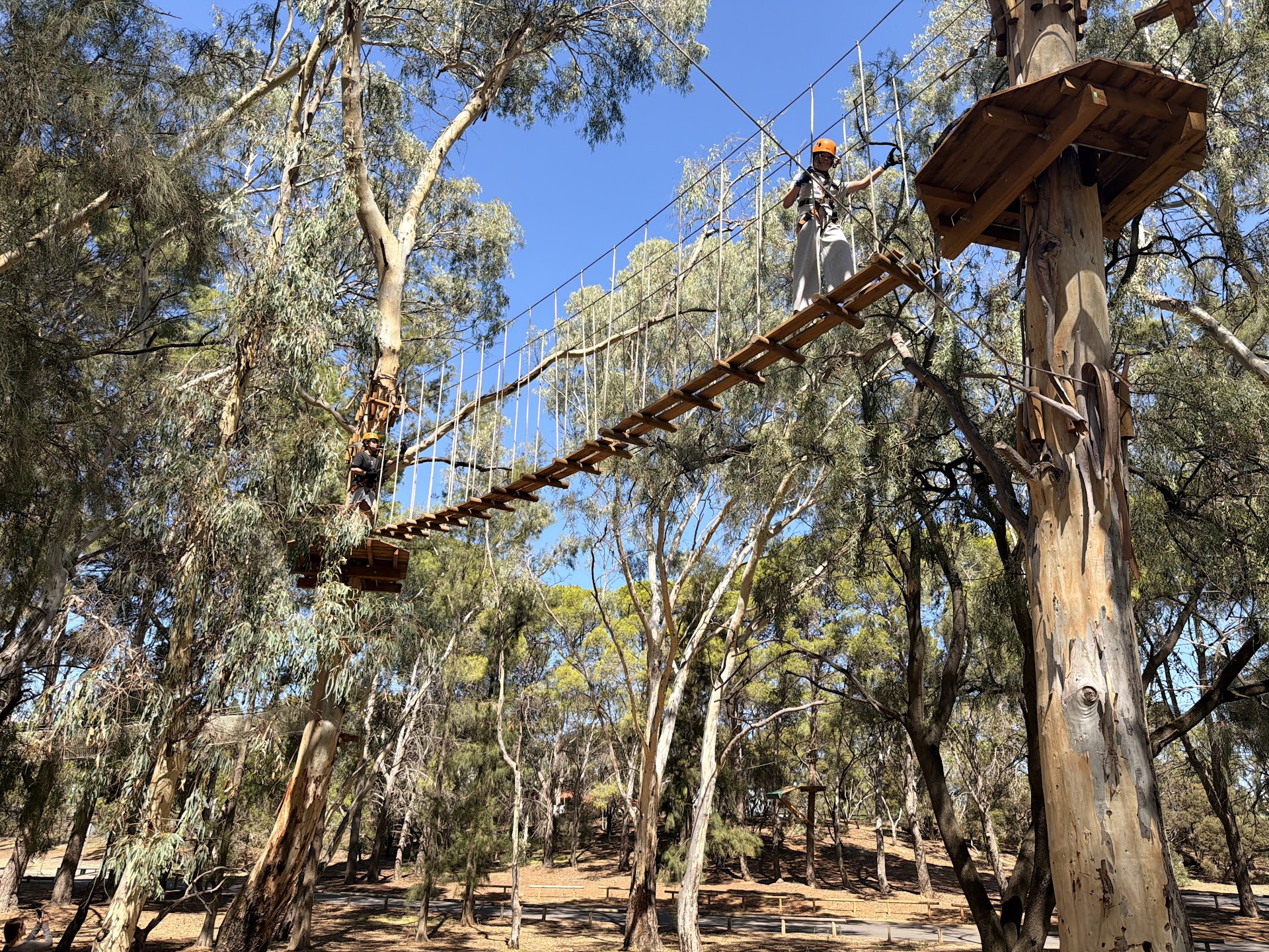 TreeClimb Salisbury photo 3