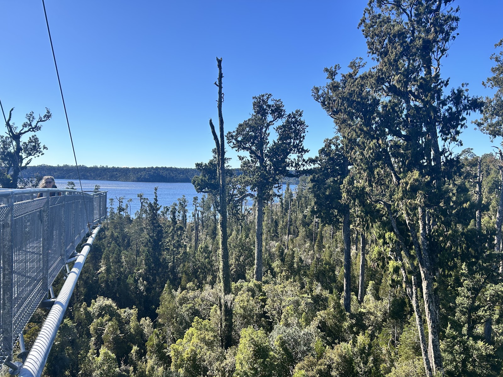 Treetop Walk & Zipline photo 2