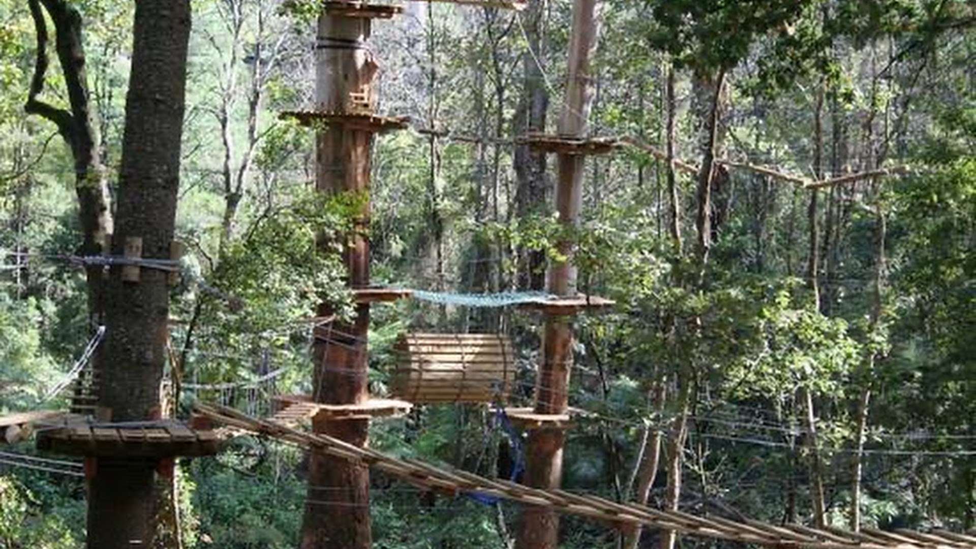Treetops Adventure Belgrave photo 3