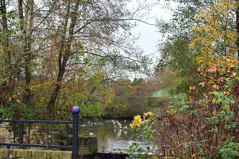 Tudor Grange Park Lake