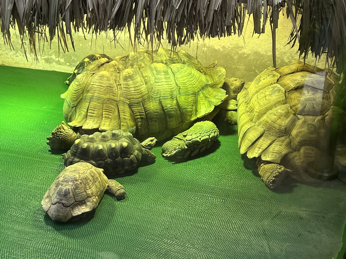 Tuen Mun Park Reptile House photo 4