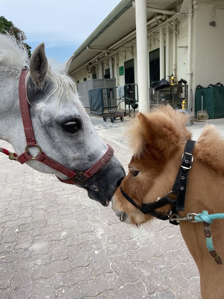 Tuen Mun Public Riding School photo 5