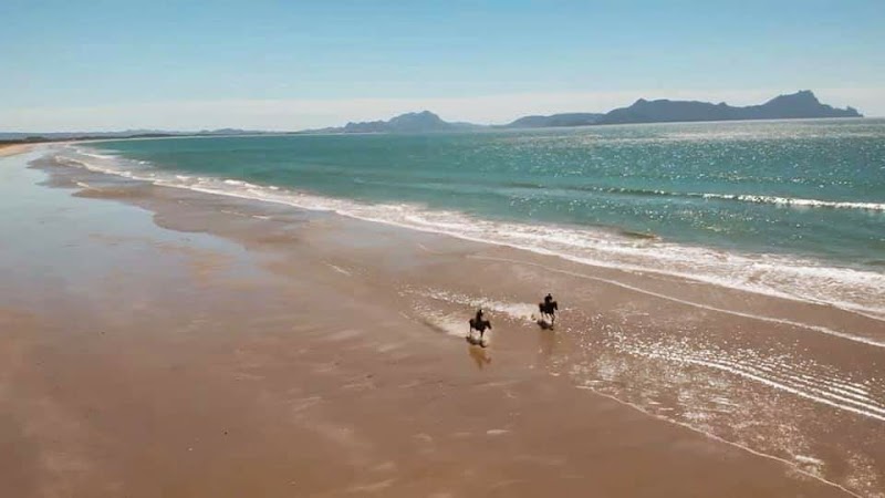 Tuidale Stables - Uretiti Beach horse treks photo 3