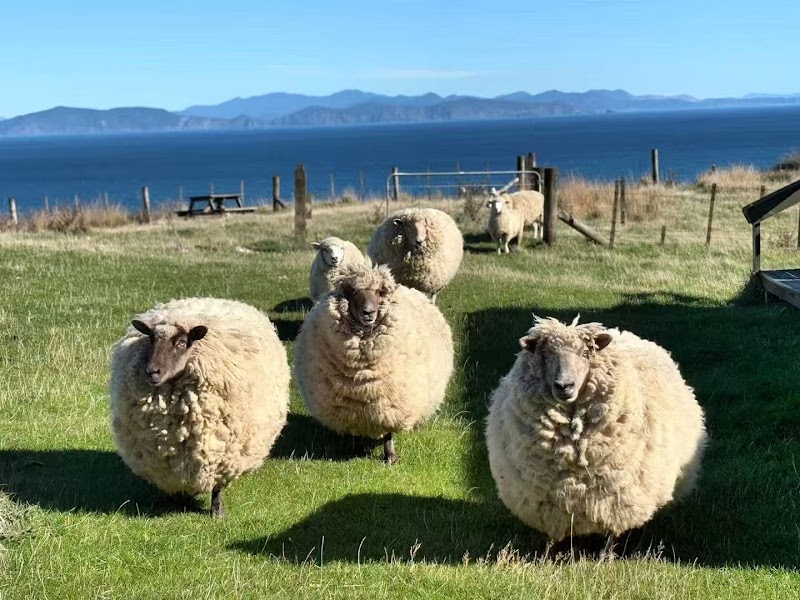 Tussock Ridge Farm Tours