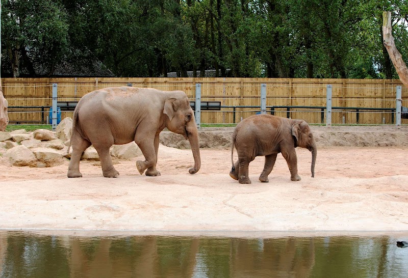 Twycross Zoo photo 2