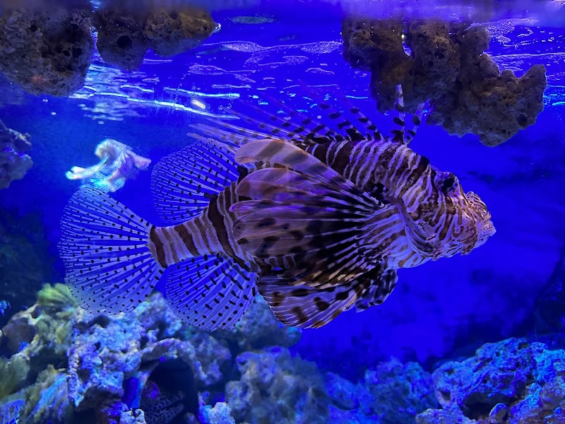 Tynemouth Aquarium photo 3