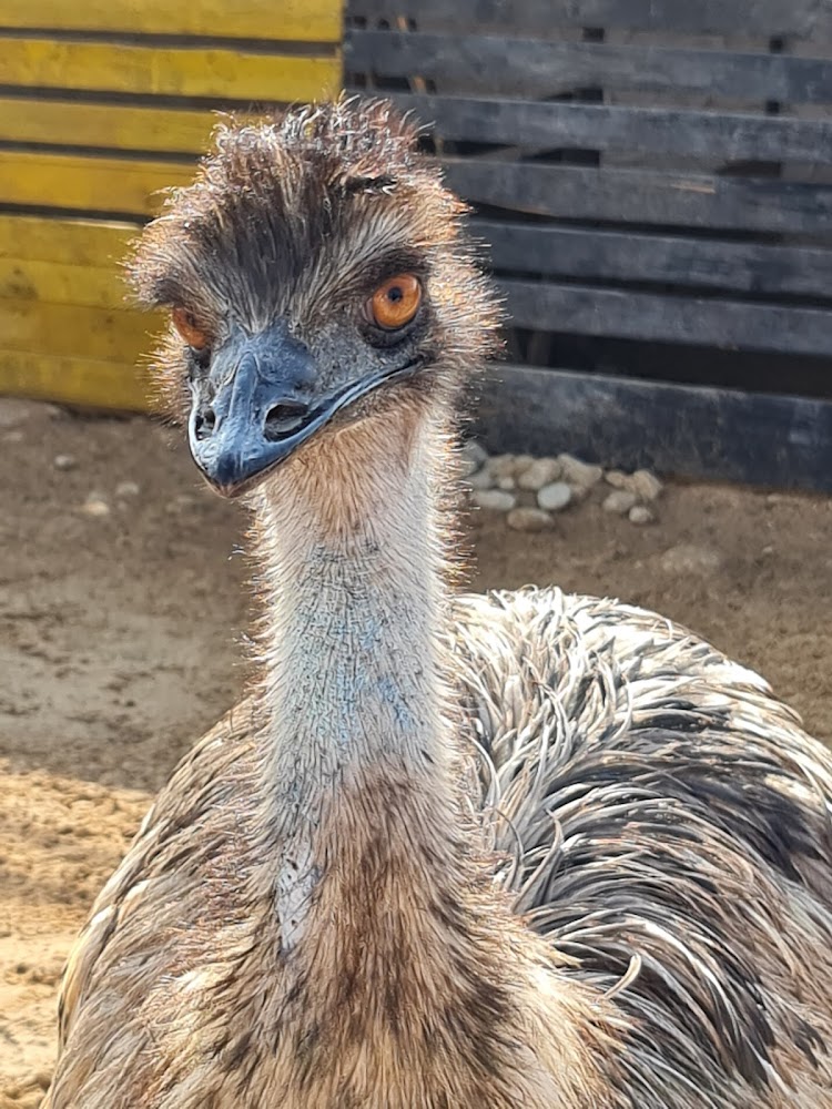 UAE Pygmy Zoo photo 4