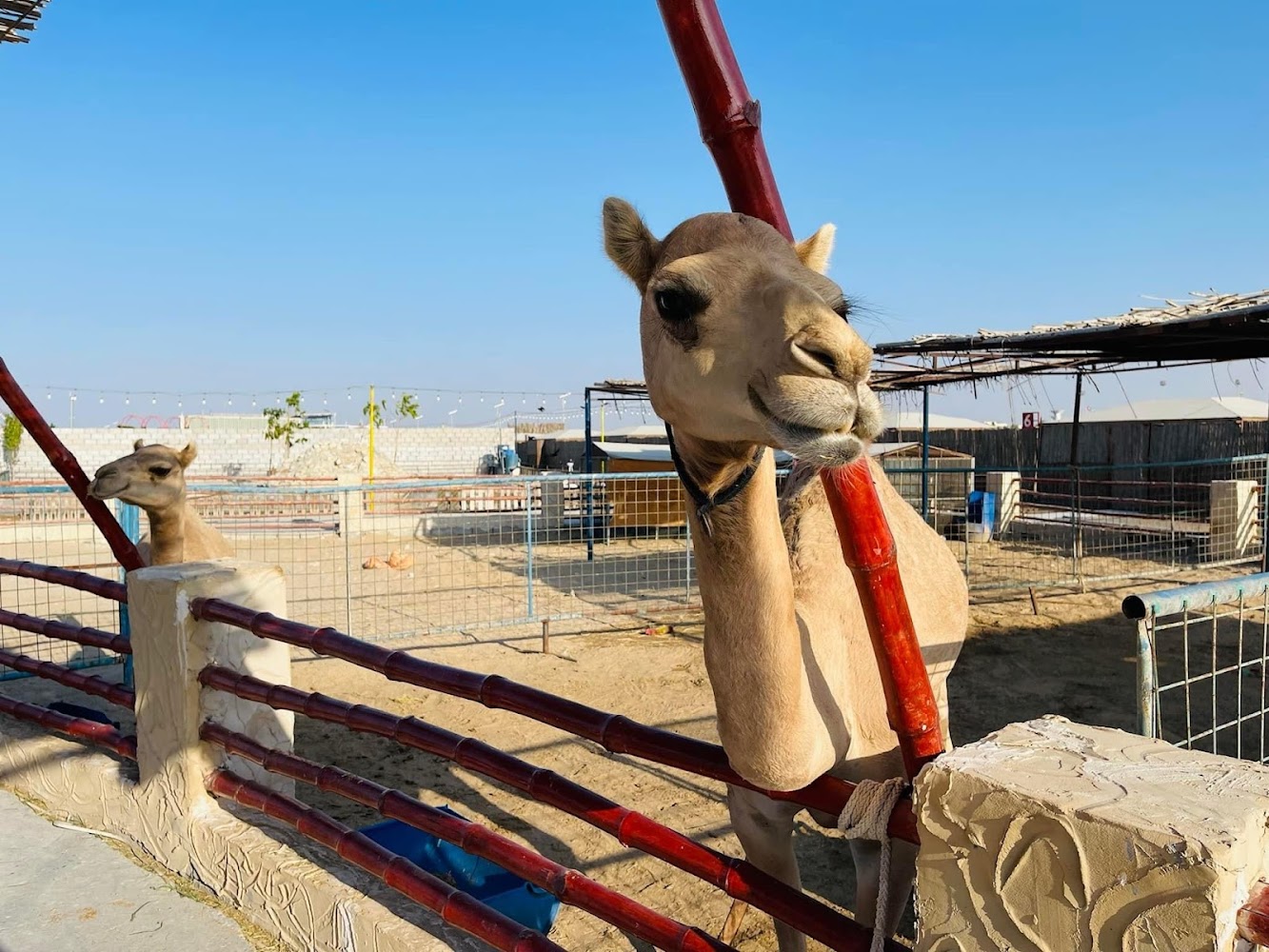 UAE Pygmy Zoo photo 5