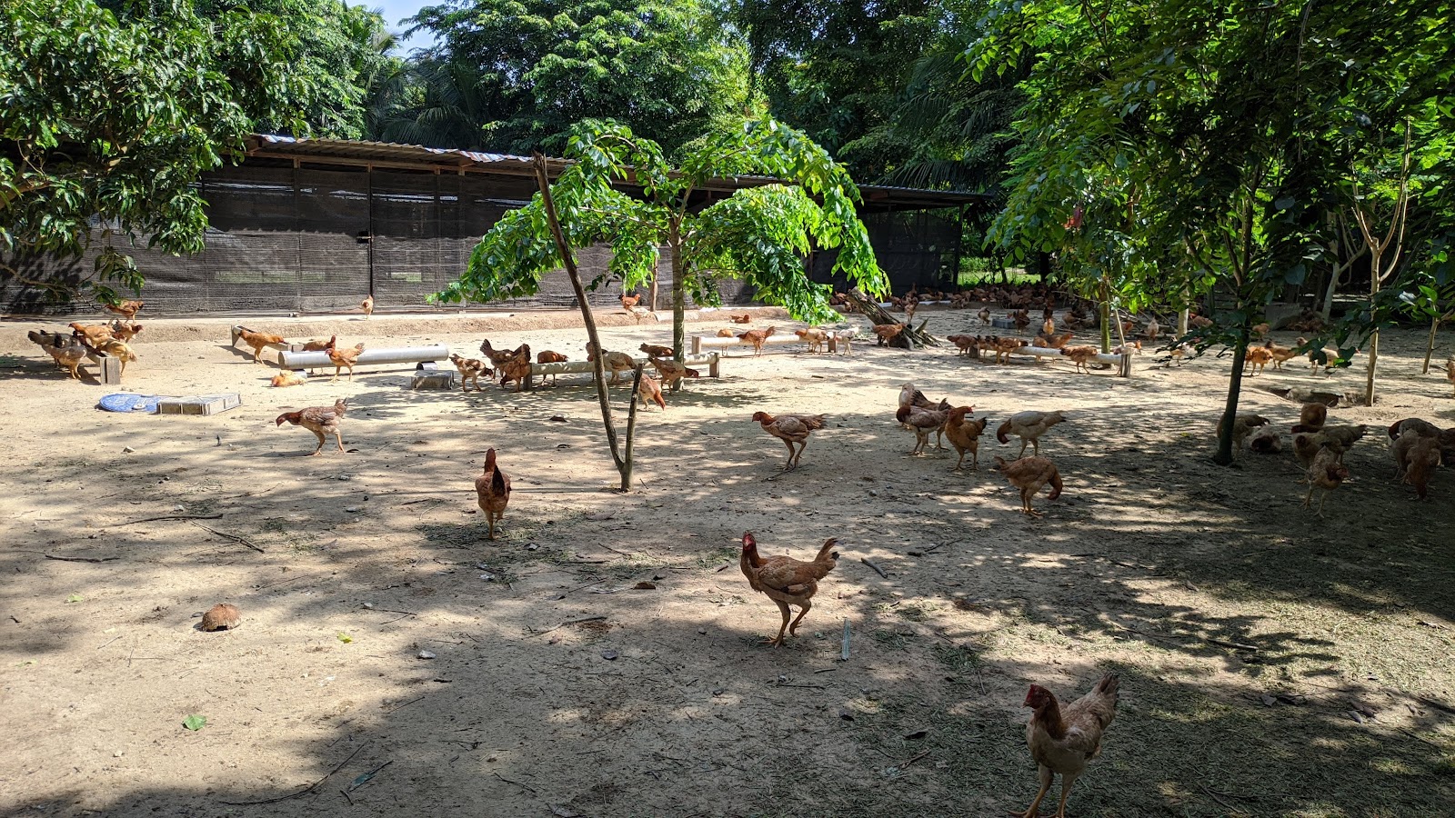 Uncle Rani Organic Chicken Farm