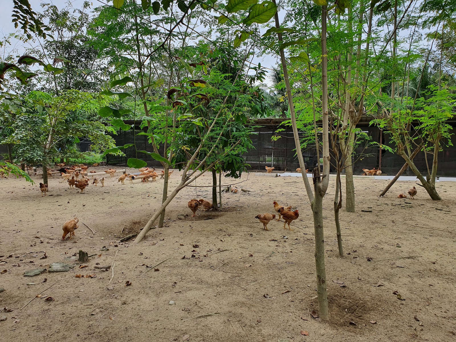 Uncle Rani Organic Chicken Farm photo 3