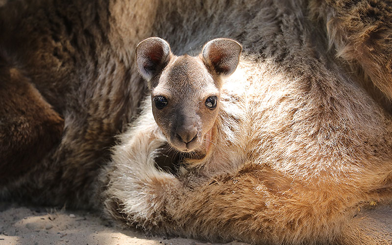 Urimbirra Wildlife Park photo 2