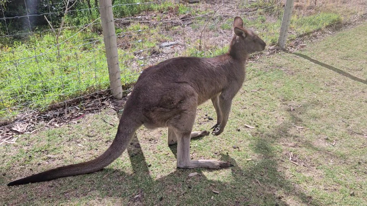Urimbirra Wildlife Park photo 2